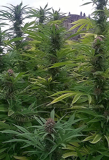 Cannabis farm